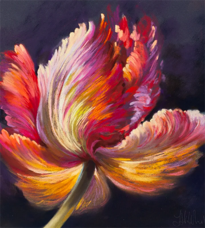 Stunning red tulip limited edition print by Nel Whatmore called